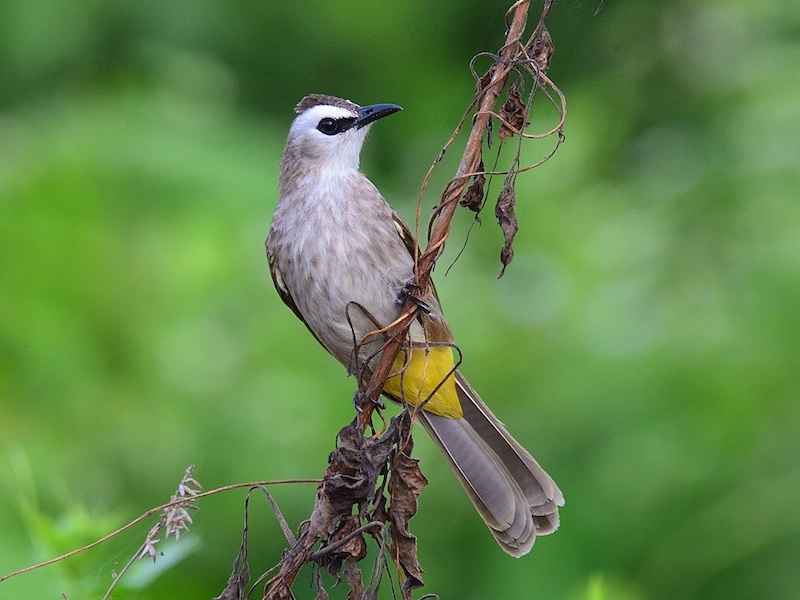 Birds of South East Asia