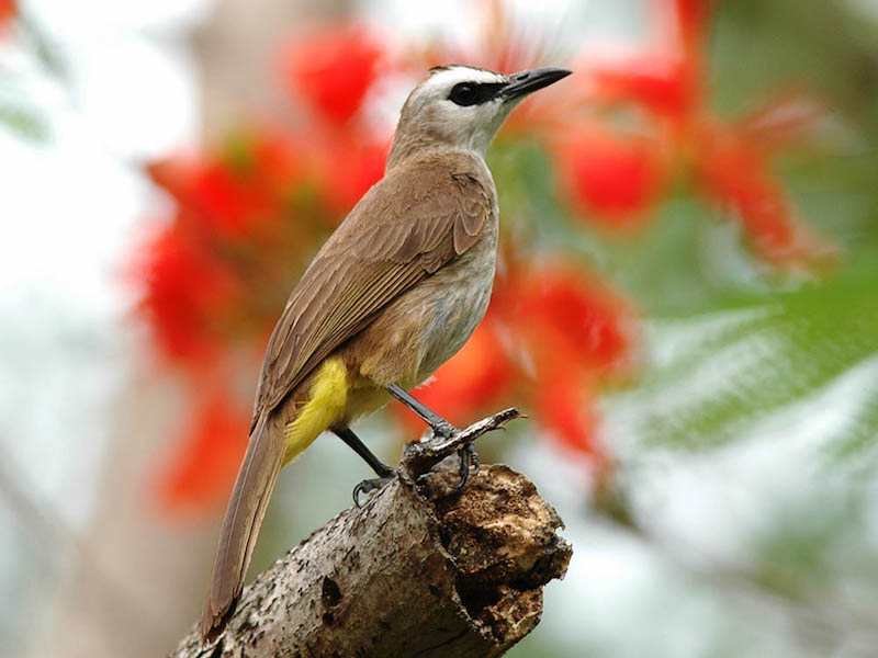 Birds of South East Asia