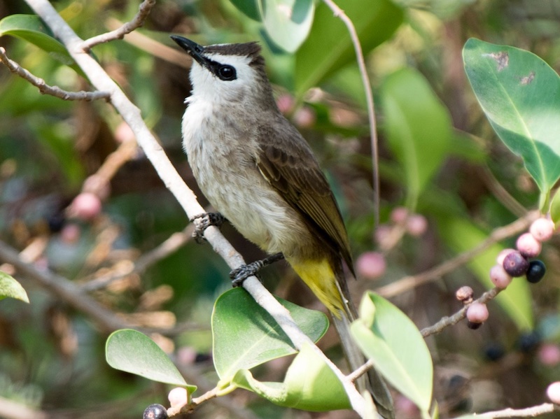 Birds of South East Asia