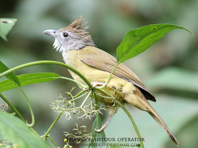 Birds of South East Asia