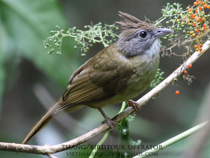 Birds of South East Asia