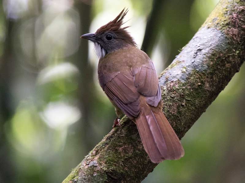 Birds of South East Asia