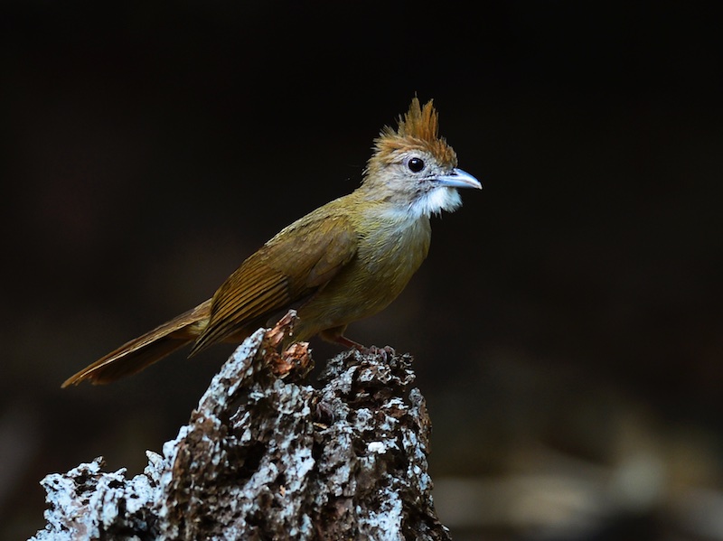 Birds of South East Asia