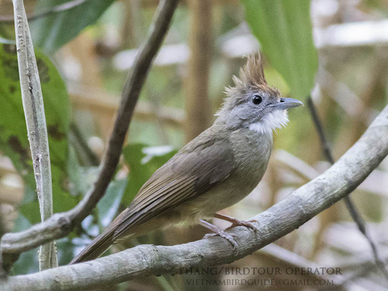 Birds of South East Asia