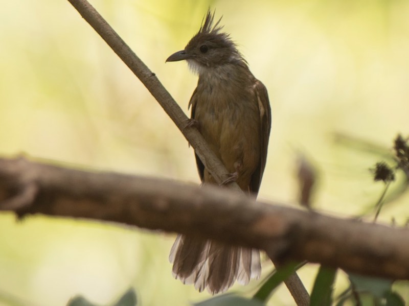 Birds of South East Asia