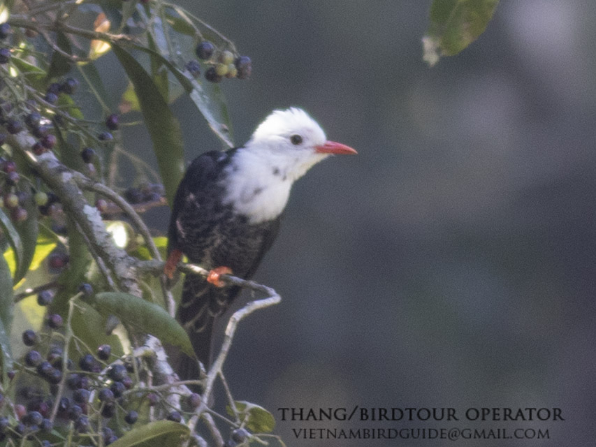 Birds of South East Asia
