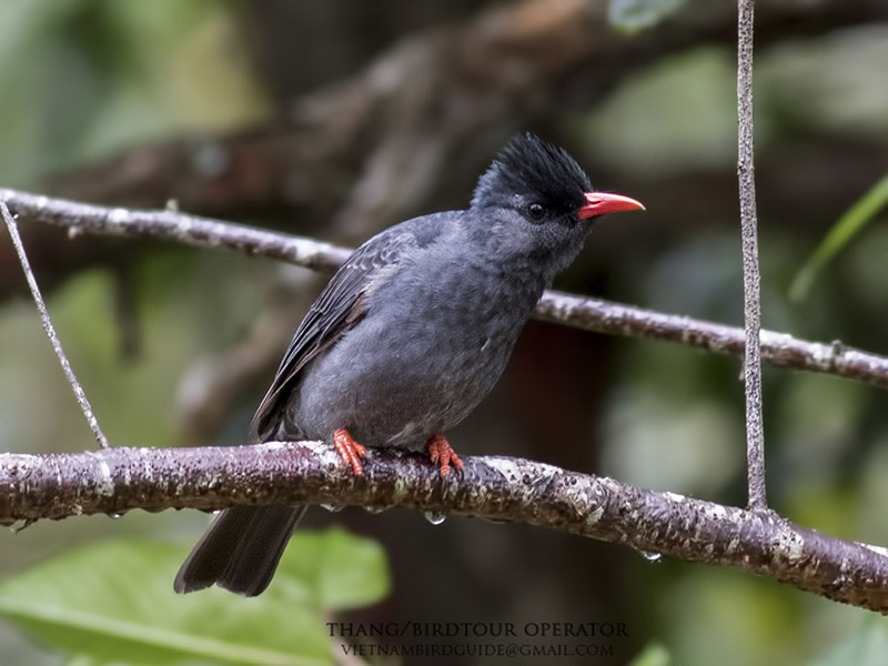 Birds of South East Asia
