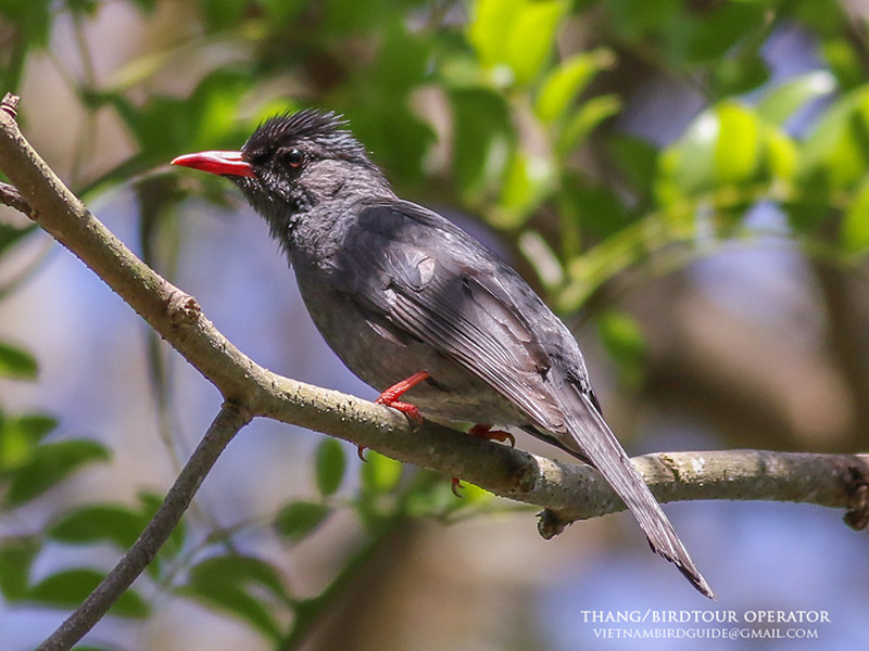 Birds of South East Asia