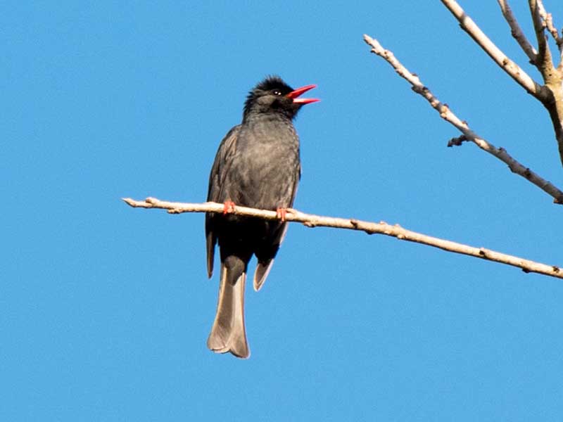 Birds of South East Asia