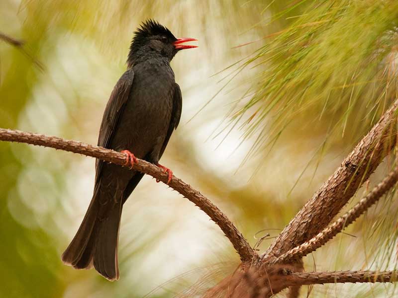 Birds of South East Asia