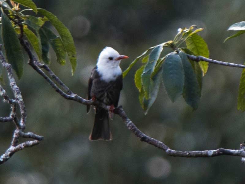 Birds of South East Asia