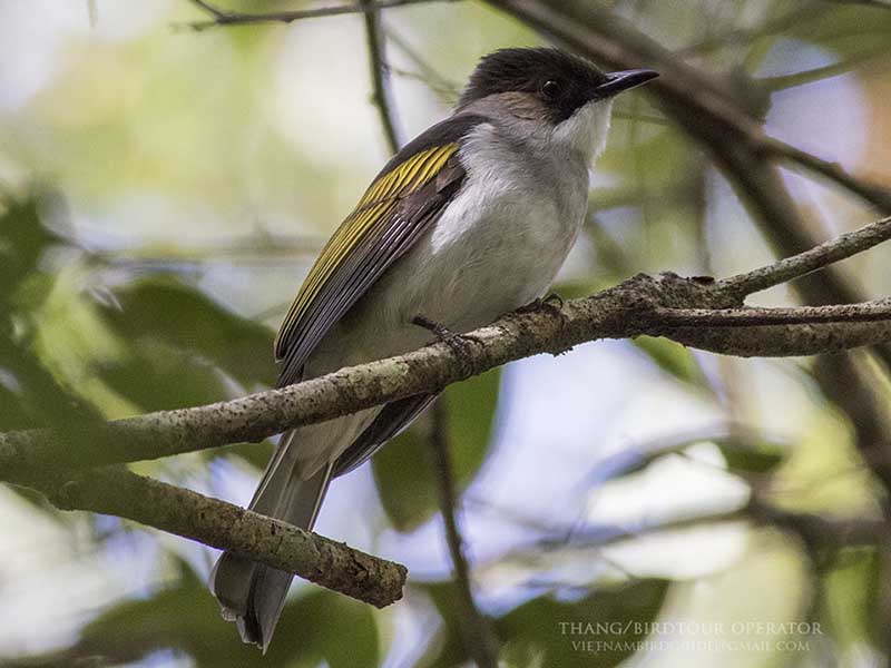 Birds of South East Asia