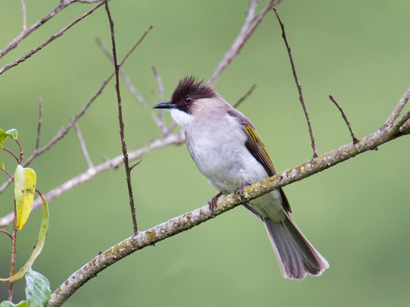 Birds of South East Asia