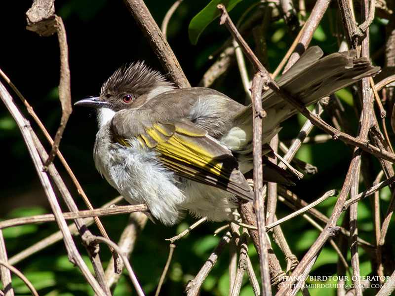 Birds of South East Asia