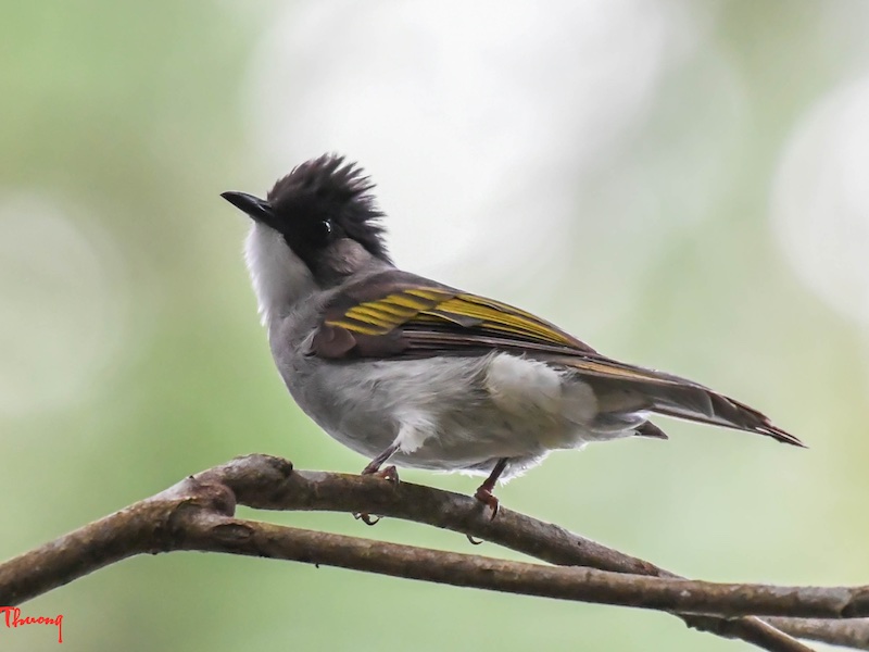 Birds of South East Asia