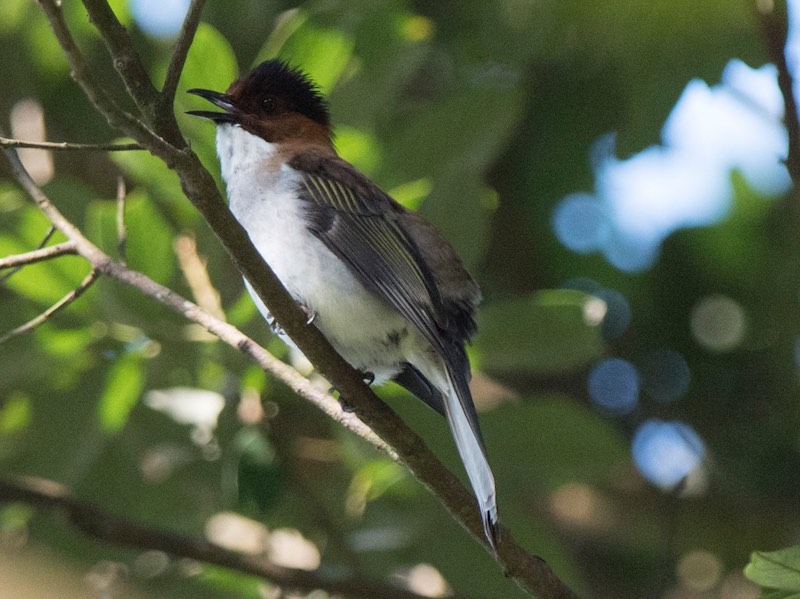 Birds of South East Asia