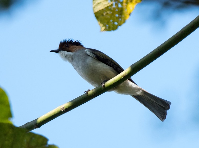 Birds of South East Asia