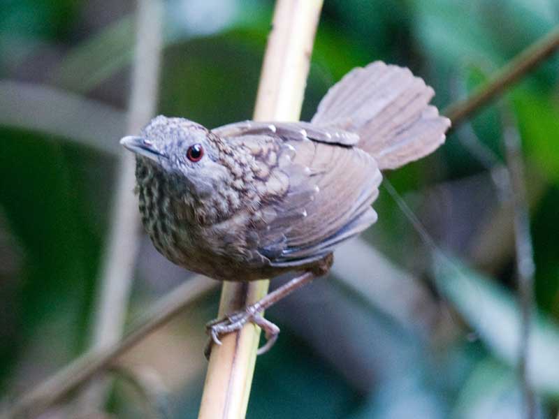 Birds of South East Asia