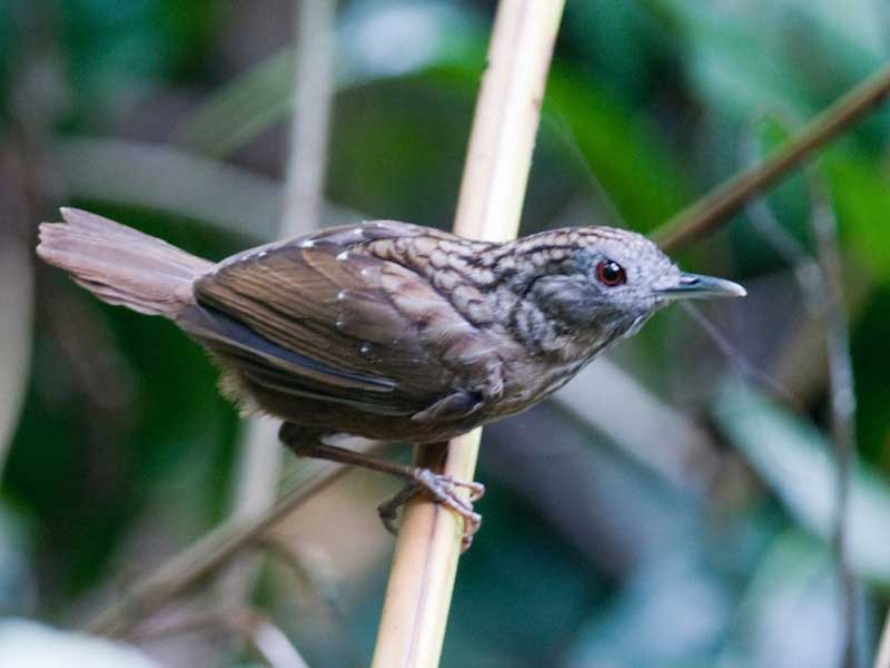 Birds of South East Asia