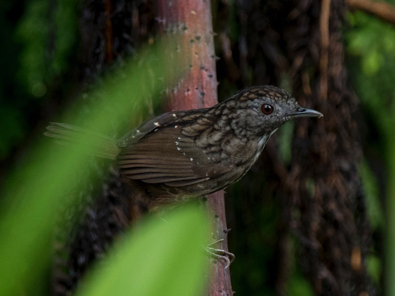 Birds of South East Asia