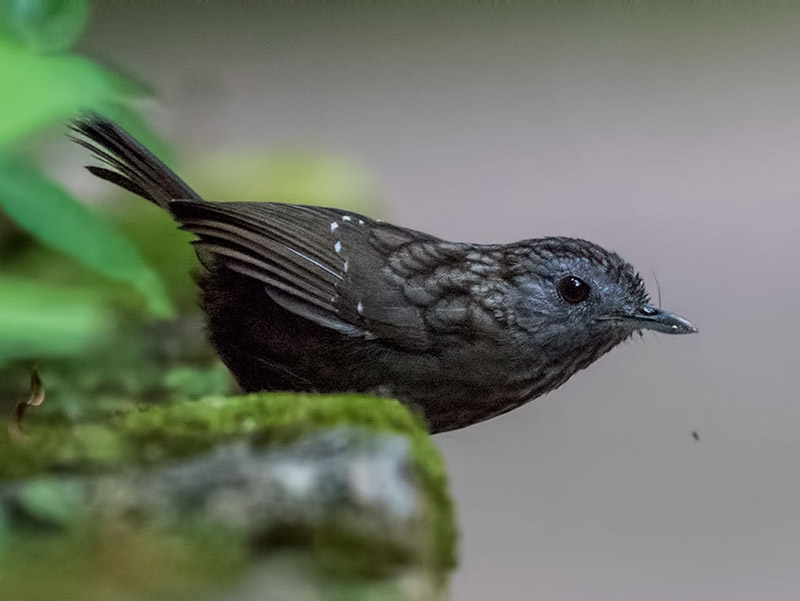 Birds of South East Asia