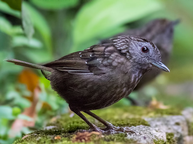 Birds of South East Asia
