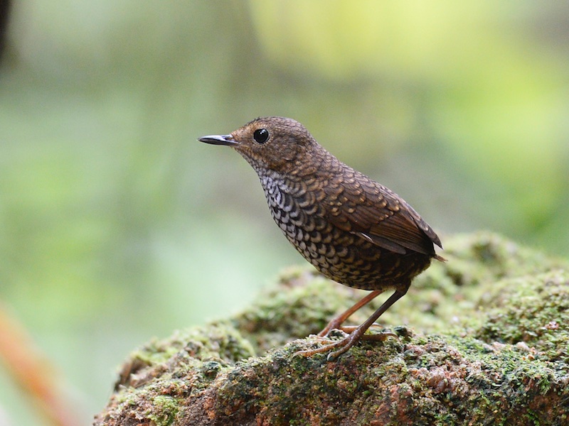 Birds of South East Asia