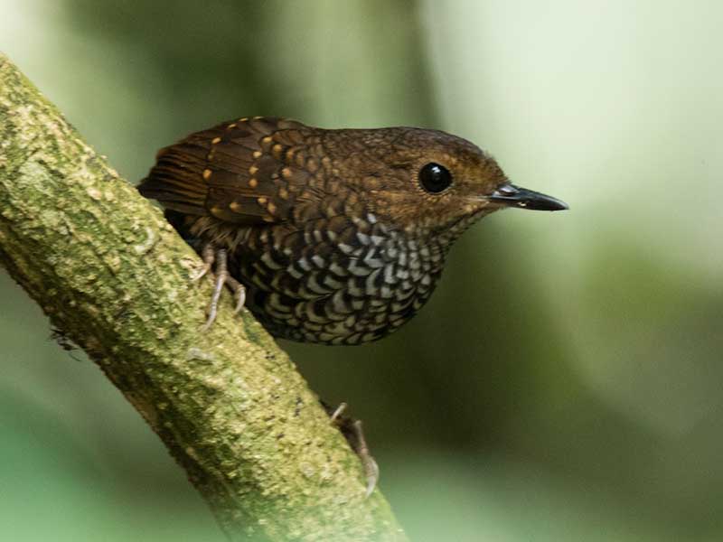 Birds of South East Asia