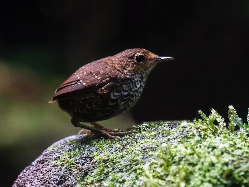 Birds of South East Asia