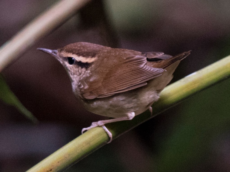 Birds of South East Asia