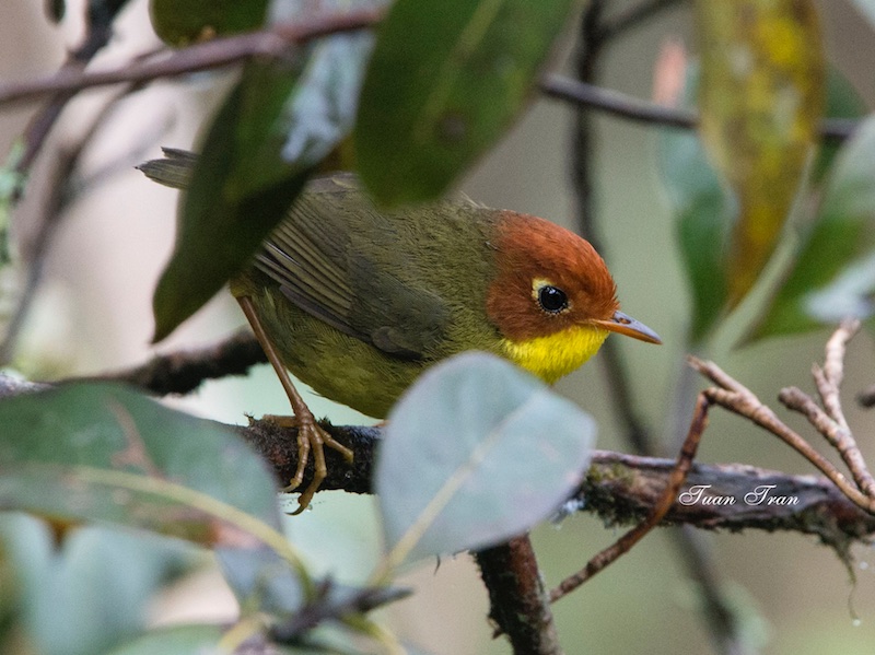 Birds of South East Asia