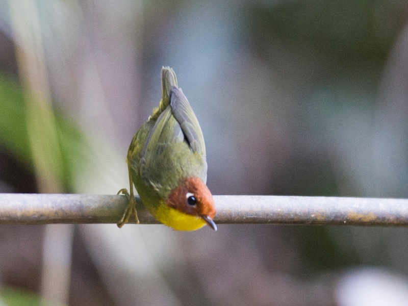 Birds of South East Asia