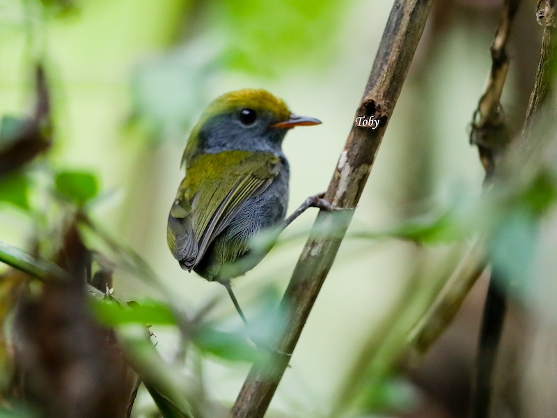 Birds of South East Asia