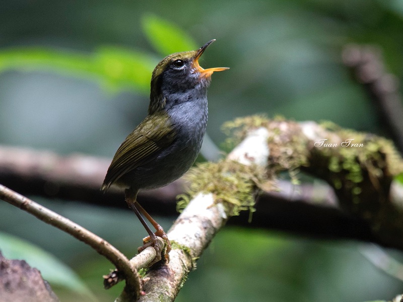Birds of South East Asia