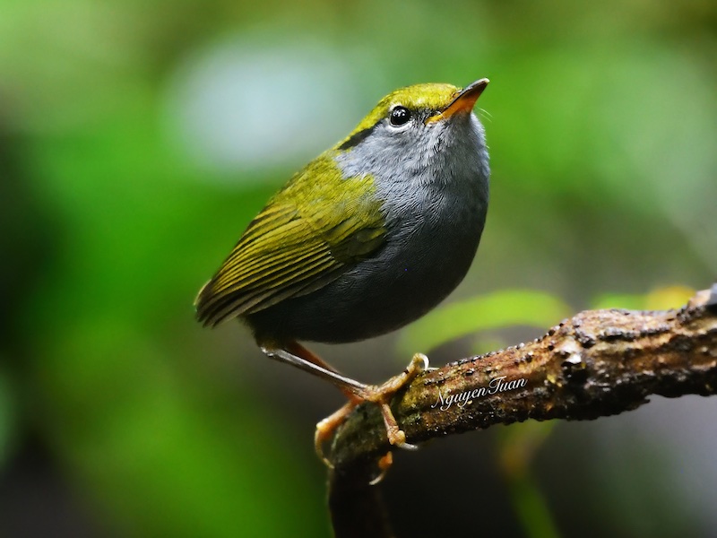 Birds of South East Asia