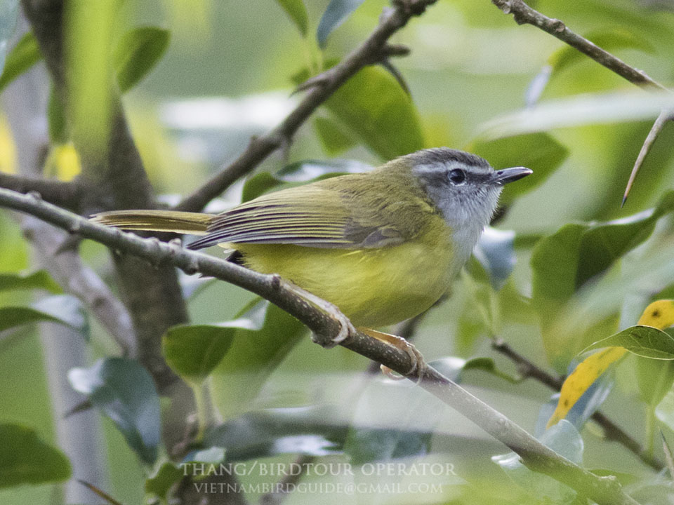 Birds of South East Asia