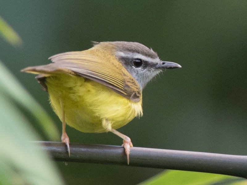 Birds of South East Asia