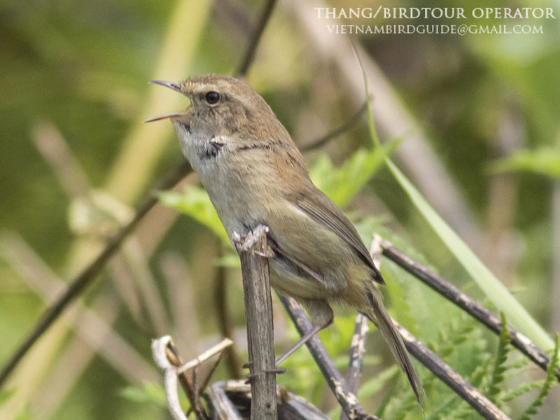 Birds of South East Asia