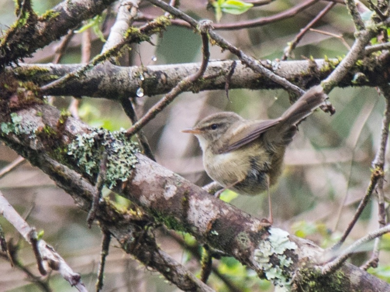 Birds of South East Asia
