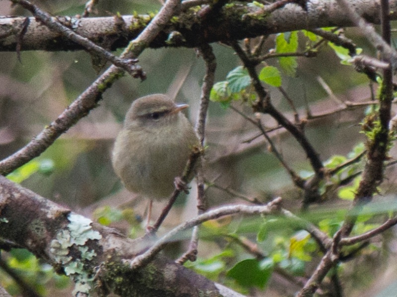 Birds of South East Asia