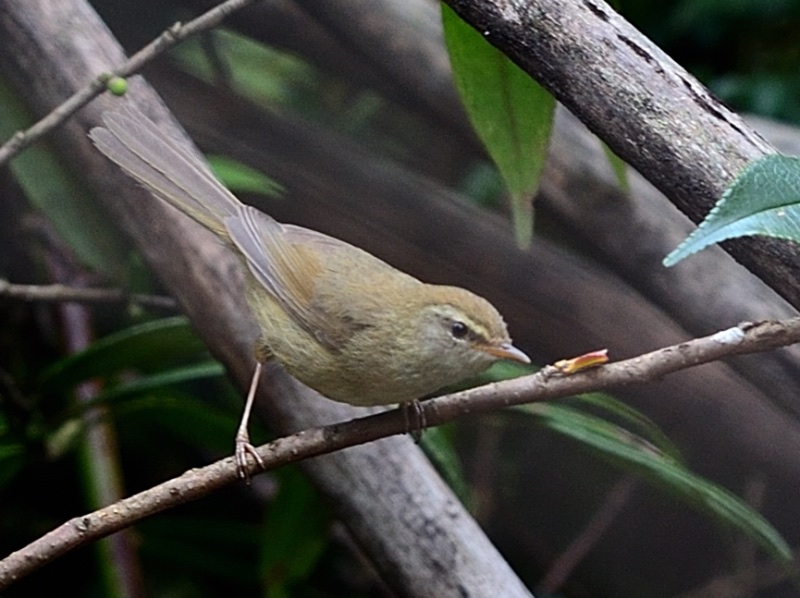 Birds of South East Asia