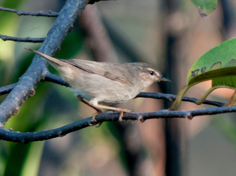 Birds of South East Asia