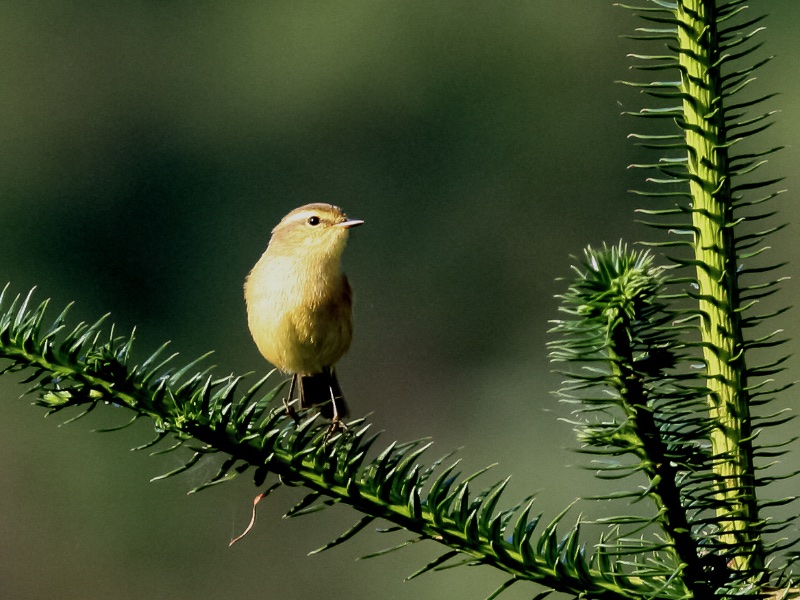 Birds of South East Asia