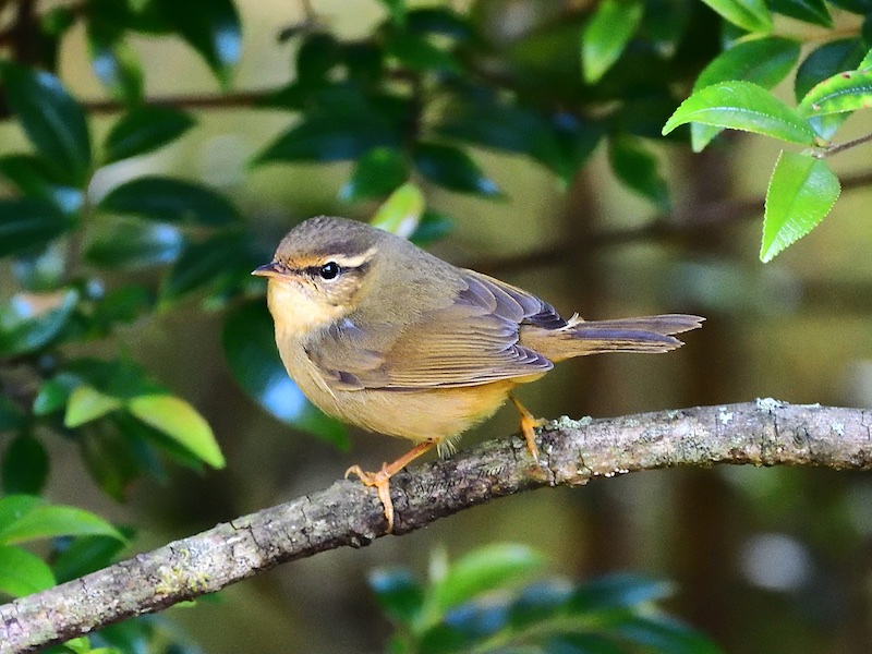 Birds of South East Asia