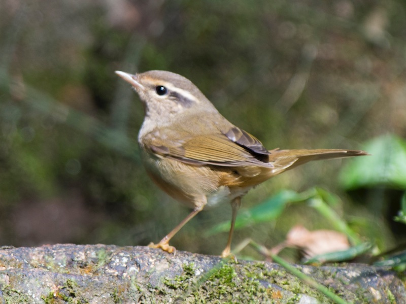 Birds of South East Asia