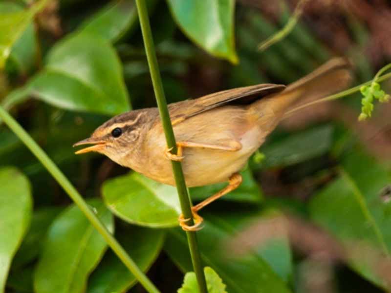 Birds of South East Asia
