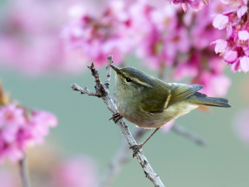 Birds of South East Asia