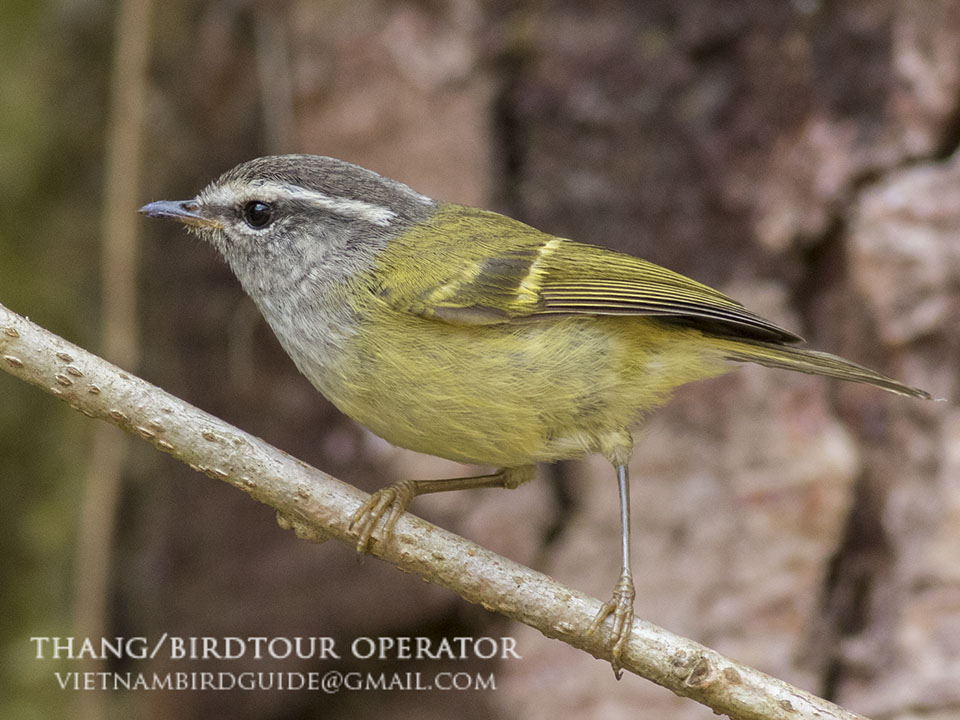 Birds of South East Asia