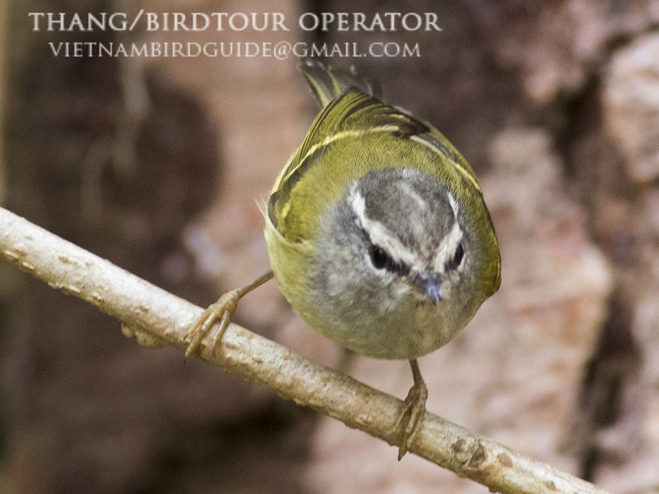 Birds of South East Asia
