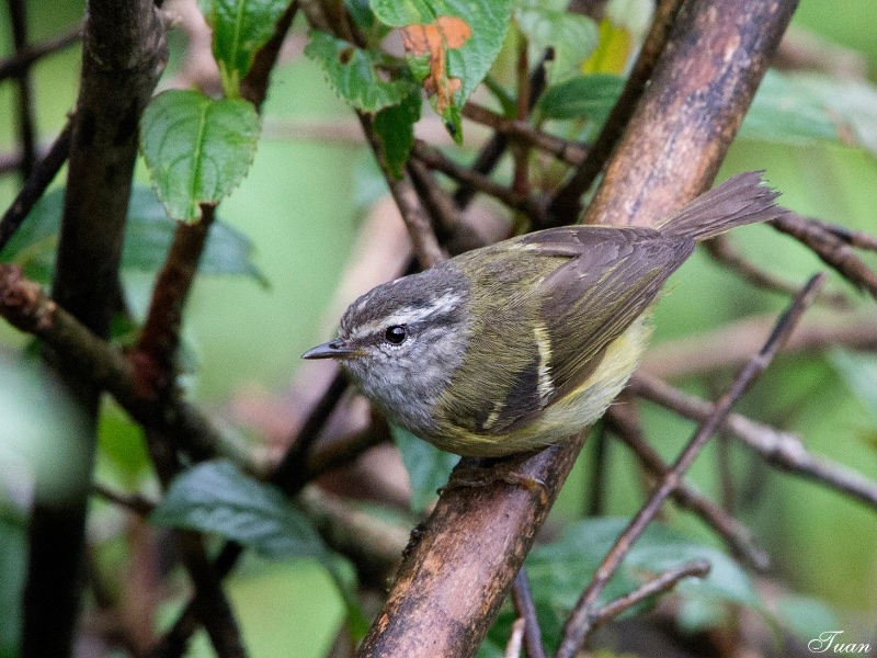 Birds of South East Asia